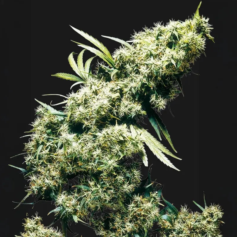 Jamaican Pearl® – Die tropische Outdoor-Sativa unter den Cannabispflanzen