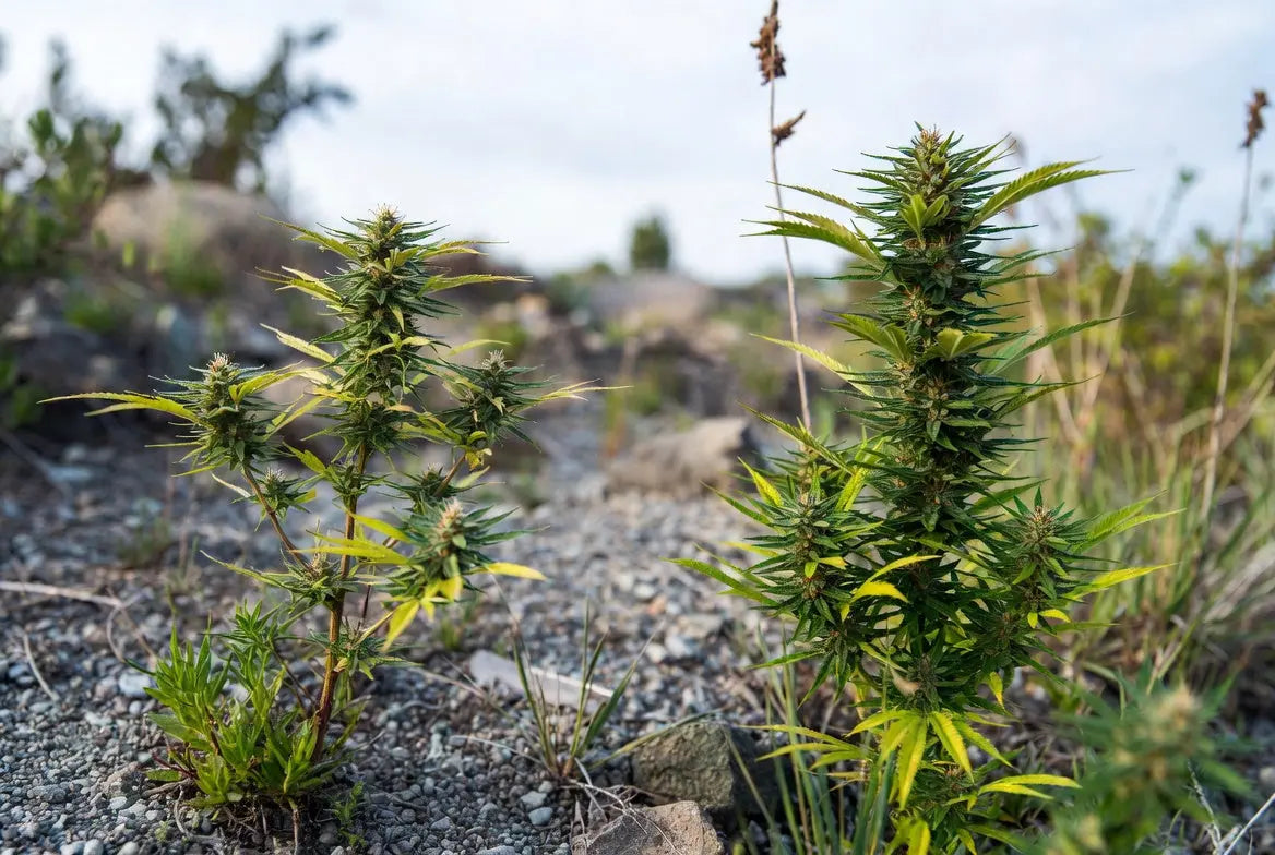 Cannabis Ruderalis erklärt: Die kleine, robuste Cannabis-Art, die alles verändert hat.