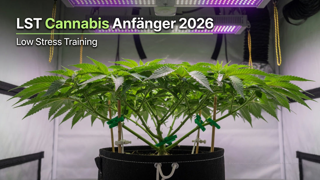 LST Cannabis Anfänger 2026 – Low Stress Training richtig machen