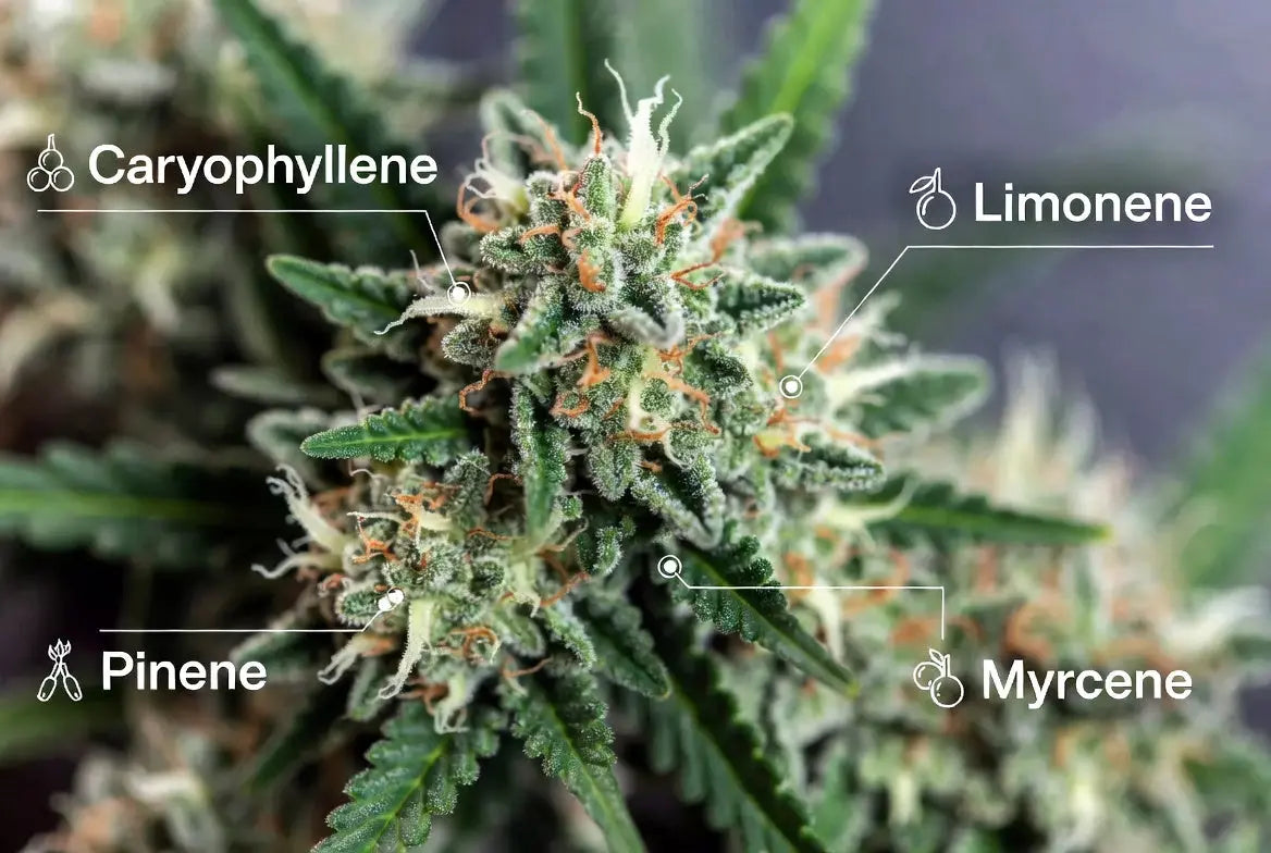 Terpene im Cannabis – Die unsichtbaren Aromen mit großer Wirkung