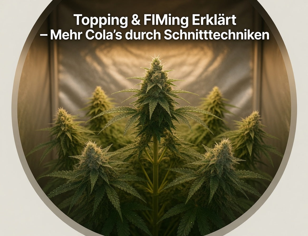 Cannaphilie-Pflanze nach Topping und FIMing mit mehreren kräftigen neuen Cola’s unter LED-Licht – So erhältst du mehr Ertrag durch Schnitttechniken