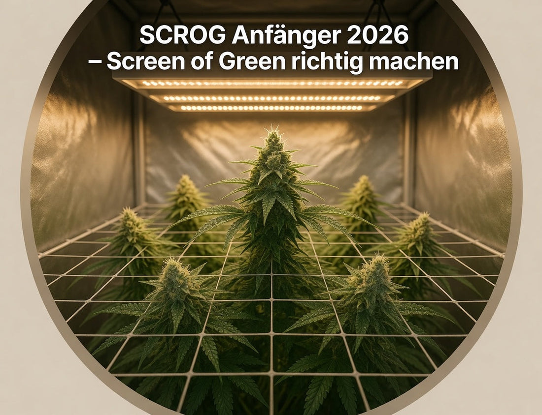 SCROG Anfänger 2026 – Screen of Green richtig machen
