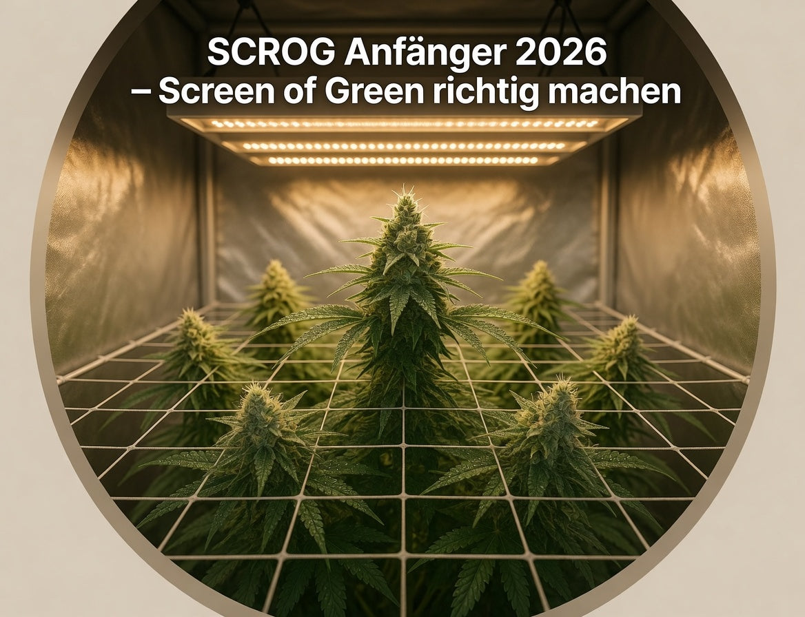 SCROG Anfänger 2026 – Screen of Green richtig machen