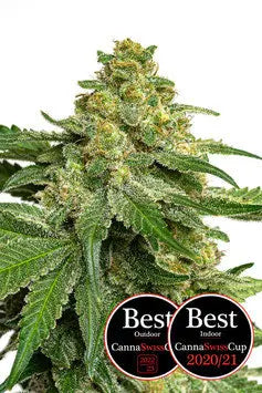JYM's Saparot CBD – Die ananasbetonte CBD-Sorte unter den Cannabispflanzen