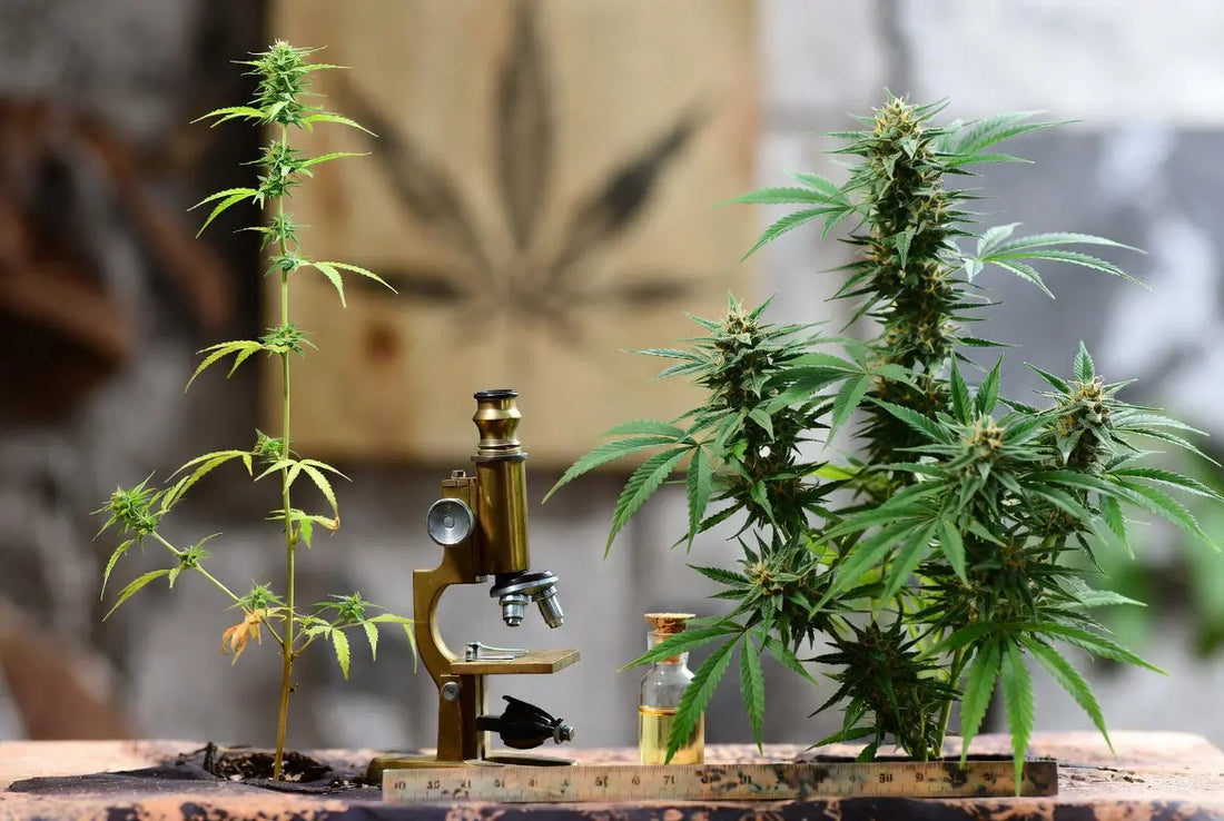 Was sind Cannabis-Genetiken und warum sind sie der Schlüssel zum erfolgreichen Anbau?