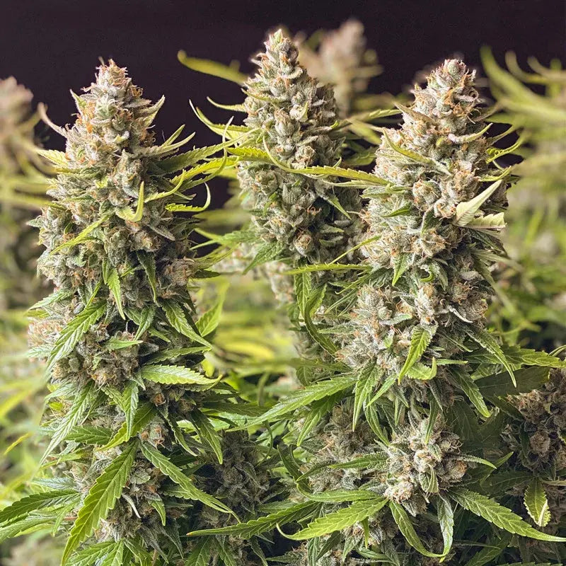 Auto Orange Bud – Die saftige Auto-Orange unter den Cannabispflanzen