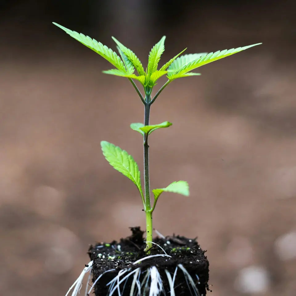 Cannabis-Samen keimen – Der optimale Start für gesunde und vitale Pflanzen.