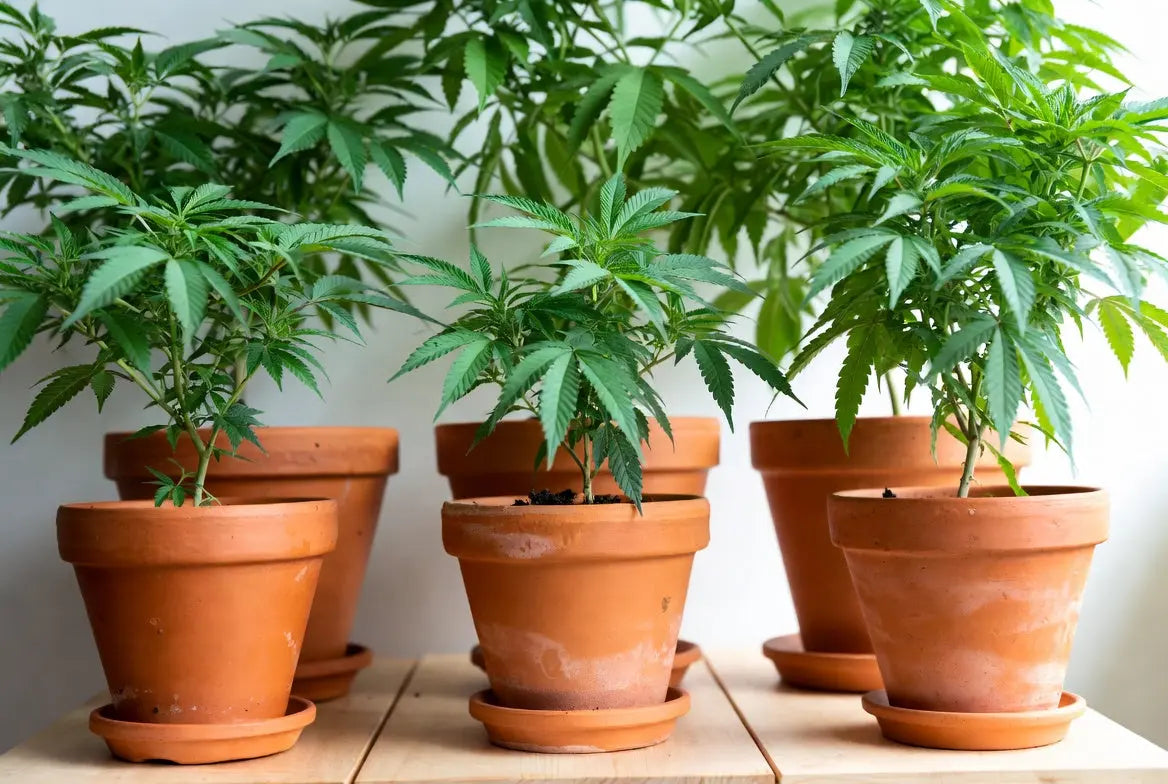 Die besten Cannabis-Genetiken 2026 – Unsere Top-Empfehlungen für Stecklinge