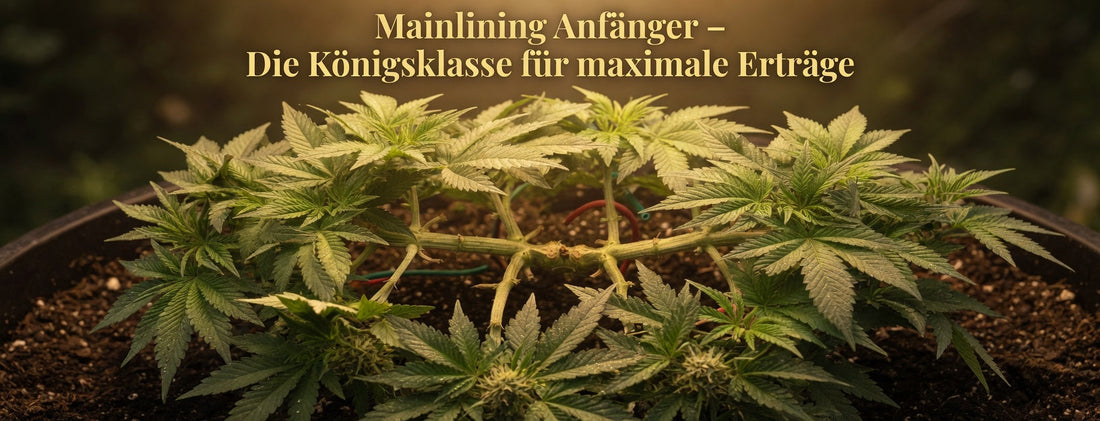 Mainlining – Die Königsklasse für maximale Erträge