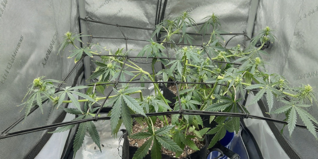 Supercropping – Stabilität und Verzweigung auf Profi-Niveau