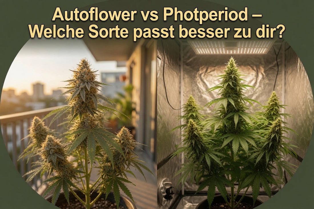 Autoflower vs Photoperiod – Welche Sorte passt zu dir?