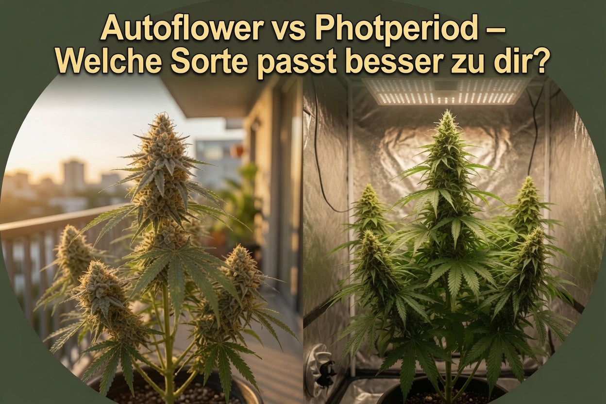 Autoflower vs Photoperiod – Welche Sorte passt zu dir?