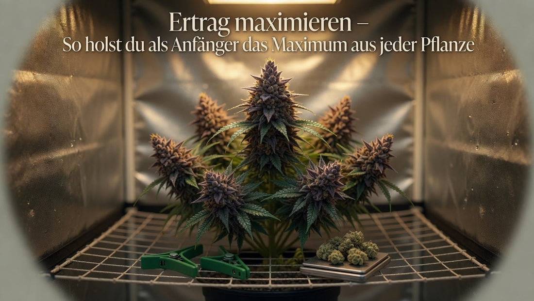 Ertrag maximieren – So holst du als Anfänger das Maximum aus jeder Pflanze