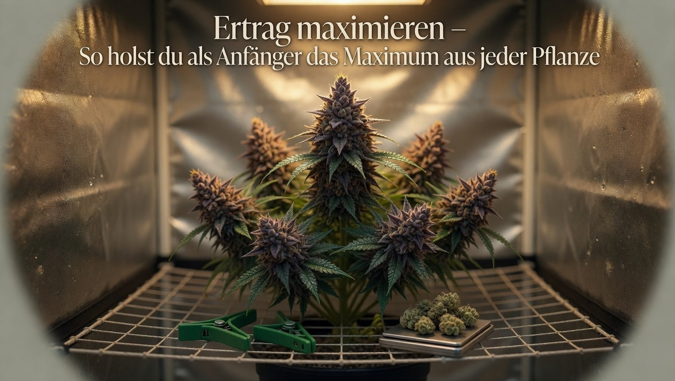 Ertrag maximieren – So holst du als Anfänger das Maximum aus jeder Pflanze