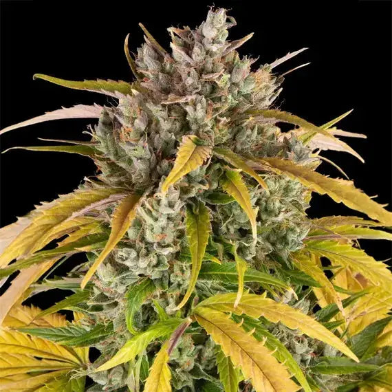 LSD Auto – Die potente Auto-Version der psychedelischen Klassikerin
