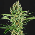 Critical Runtz Sensi Seed
