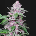 Purple Cookie Kush Sensi Seed