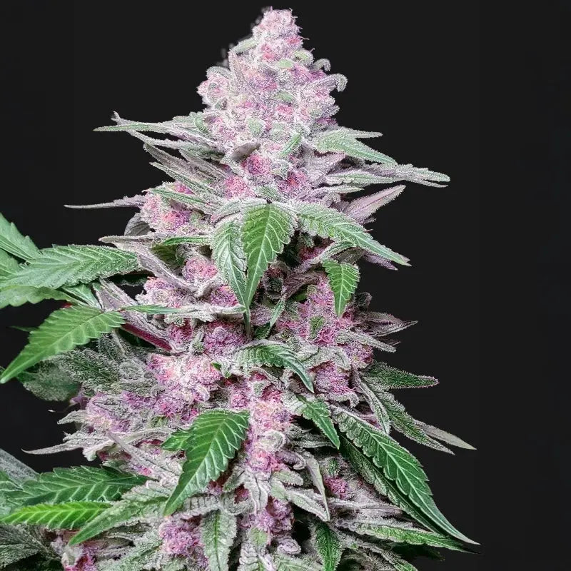 Purple Cookie Kush Sensi Seed