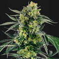 Blueberry Skittlez Auto Sensi Seed