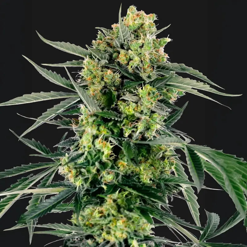 Blueberry Skittlez Auto Sensi Seed