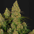 Sticky Orange XXL Auto Sensi Seed