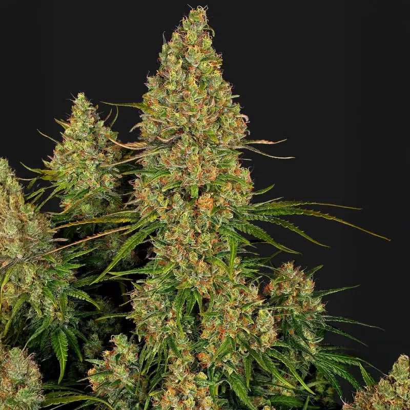 Sticky Orange XXL Auto Sensi Seed