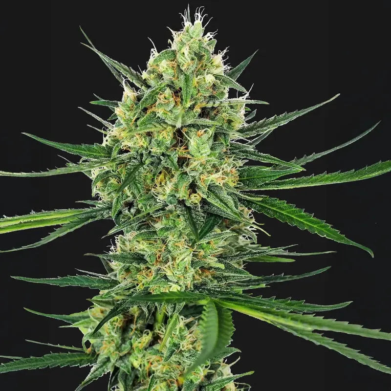 Tangerine Sugar  ® Sensi Seed