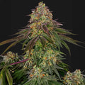 Sweet Cherry Kush® Sensi Seed