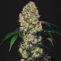 Sensi Amnesia XXL Auto Sensi Seed
