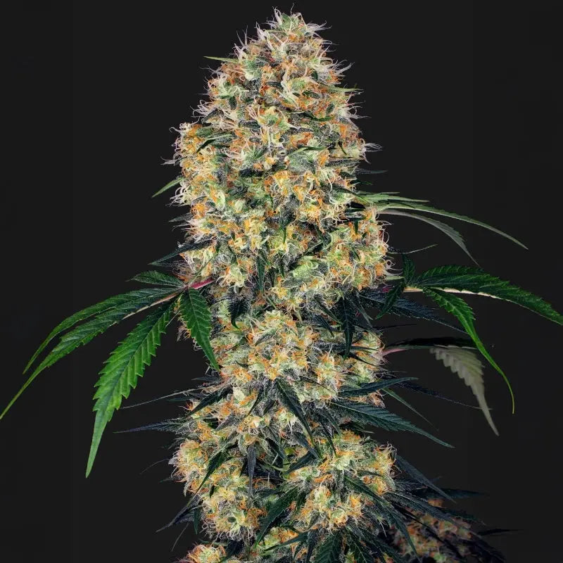 Sensi Amnesia XXL Auto Sensi Seed