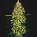 Caramellow Kush Automatic Sensi Seed
