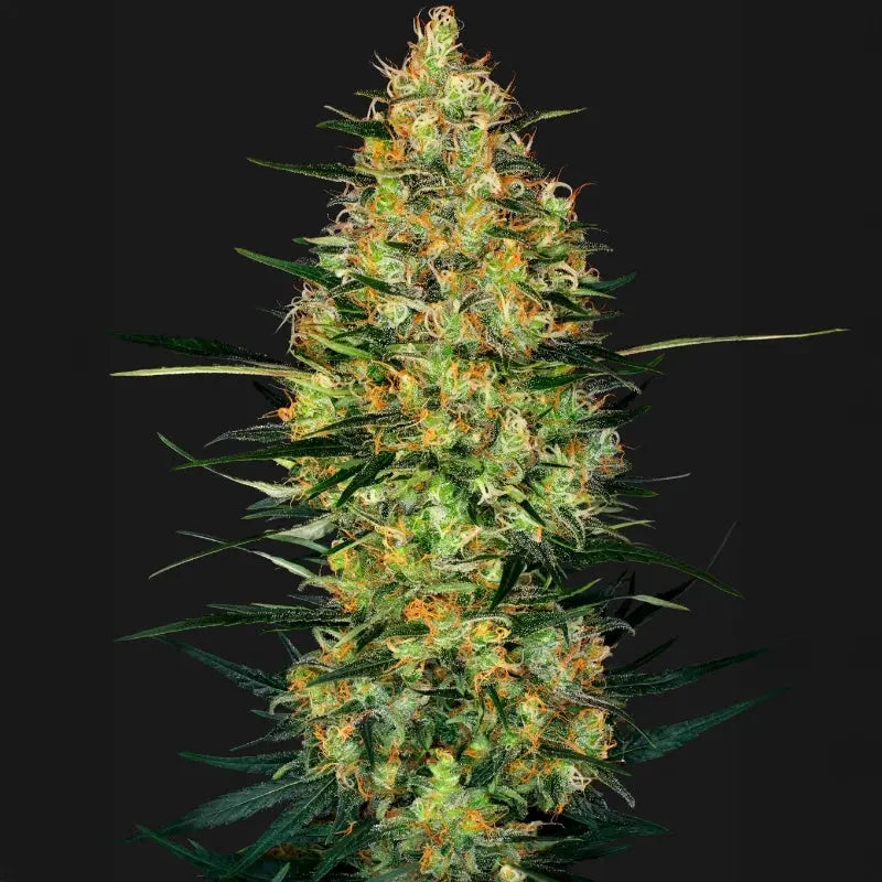 Caramellow Kush Automatic Sensi Seed
