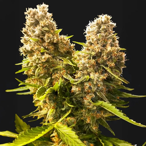 Banana Kush Cake Auto Sensi Seed