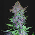 Purple Skunk Auto Sensi Seed