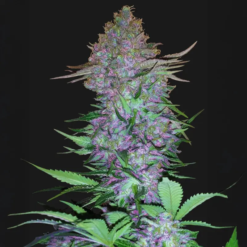 Purple Skunk Auto Sensi Seed