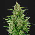 Double Kush Cake Auto Sensi Seed