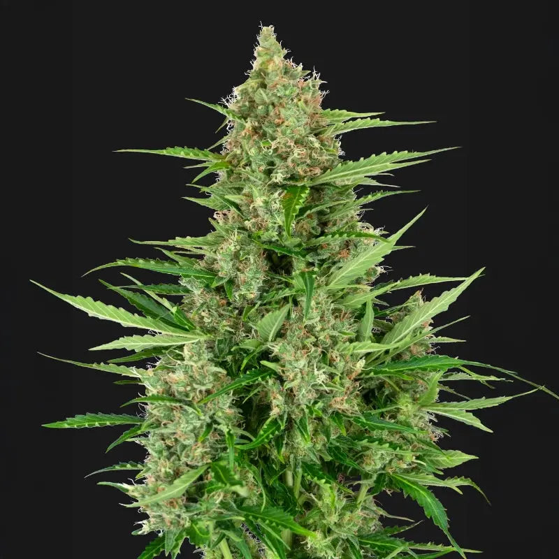 Double Kush Cake Auto Sensi Seed