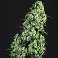 Skunk #1® Sensi Seed
