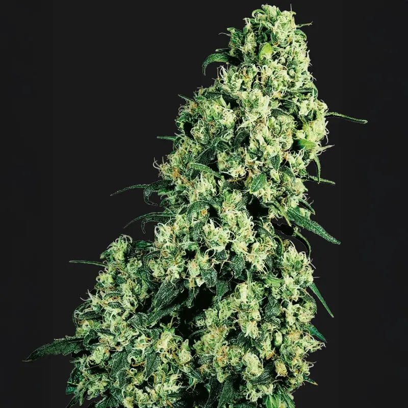 Skunk #1® Sensi Seed