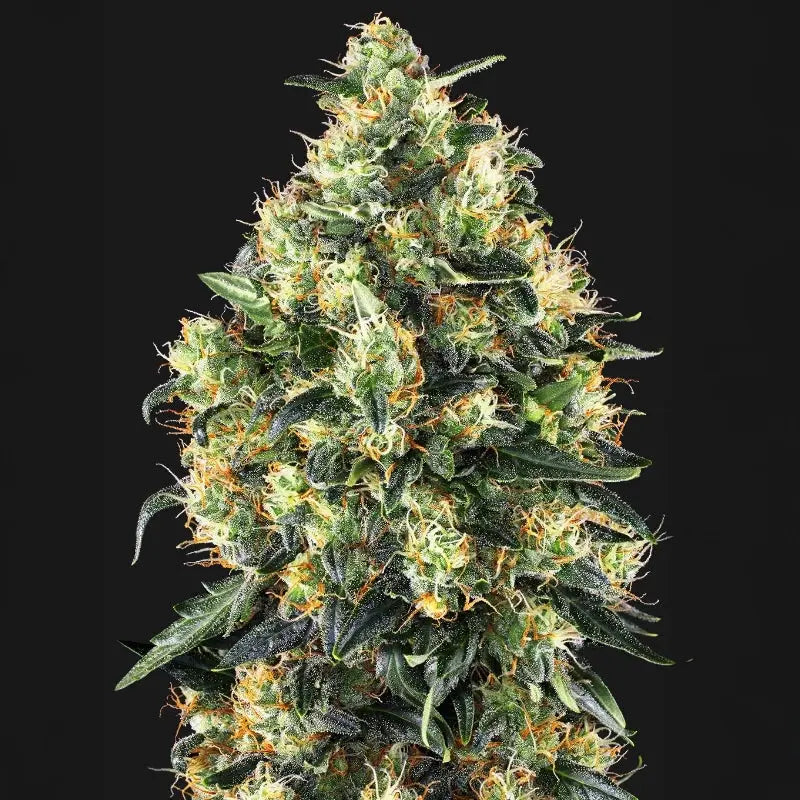 Super Skunk Automatic® Sensi Seed