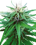 Ruderalis Indica® Sensi Seed