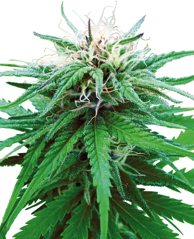 Ruderalis Indica® Sensi Seed