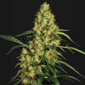 Mexican Sativa® Sensi Seed