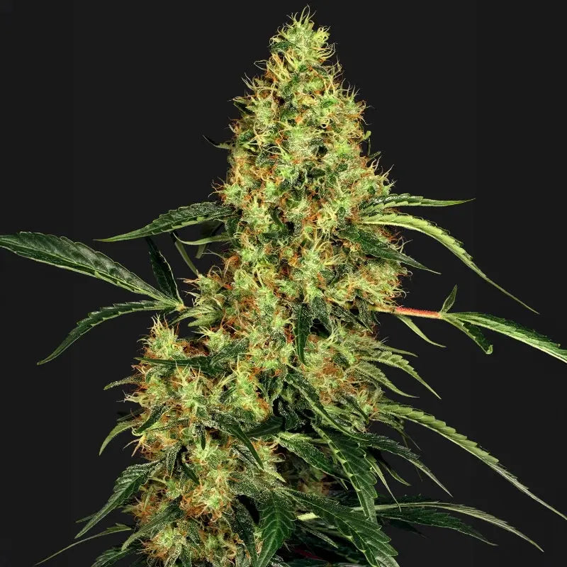 Mexican Sativa® Sensi Seed