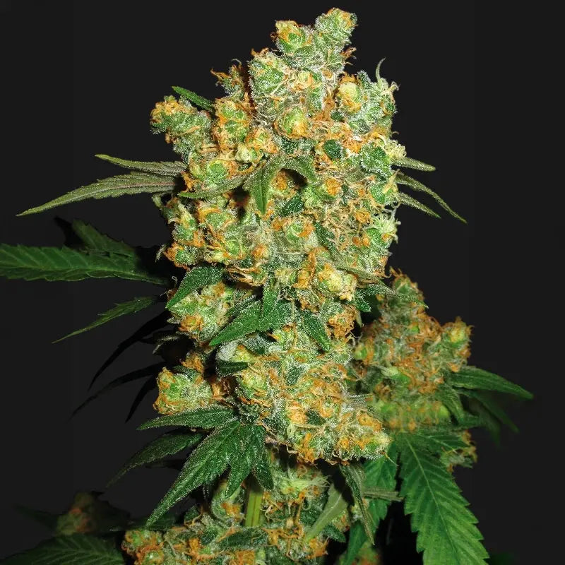 Big Bud® Sensi Seed