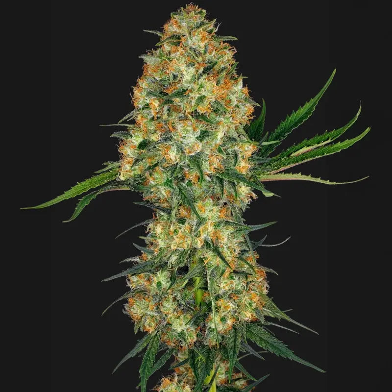 Hindu Kush® Sensi Seed