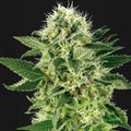 Northern Lights® Sensi Seed
