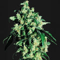 Super Skunk® Sensi Seed