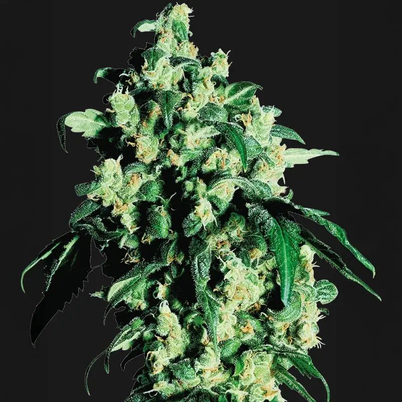 Super Skunk® Sensi Seed