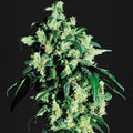 Super Skunk® Sensi Seed